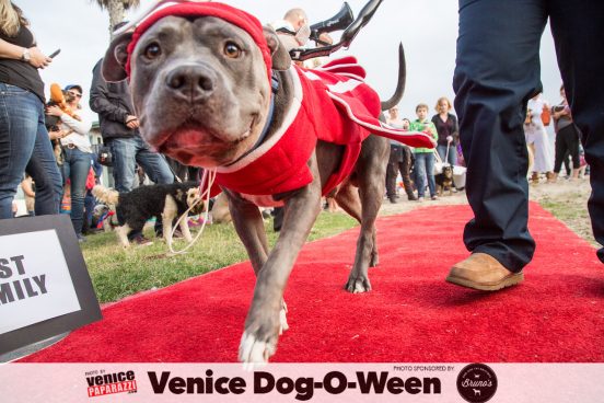 Venice Dog-O-Ween. Photos sponsored by www.BrunosVenice.com. Red carpet and photos by www.VenicePaparazzi.com.