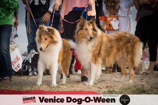 Venice Dog-O-Ween. Photos sponsored by www.BrunosVenice.com. Red carpet and photos by www.VenicePaparazzi.com.