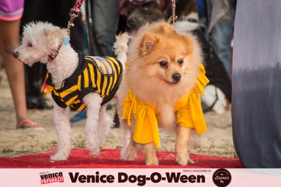 Venice Dog-O-Ween. Photos sponsored by www.BrunosVenice.com. Red carpet and photos by www.VenicePaparazzi.com.