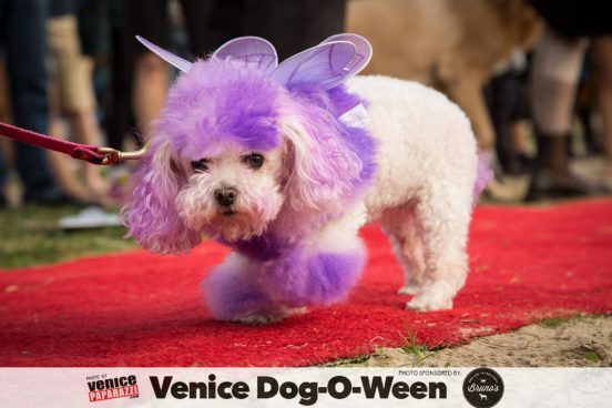 Venice Dog-O-Ween. Photos sponsored by www.BrunosVenice.com. Red carpet and photos by www.VenicePaparazzi.com.