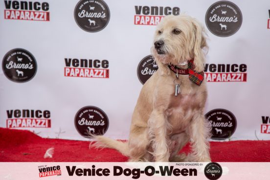 Venice Dog-O-Ween. Photos sponsored by www.BrunosVenice.com. Red carpet and photos by www.VenicePaparazzi.com.