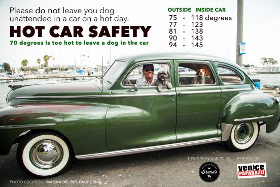 DOG SAFETY